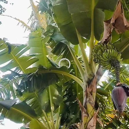 Pe De Pitanga - Unica Casa Arborizada Do Quarteirao Com Arvores Frutiferas Maringá Exteriér fotografie